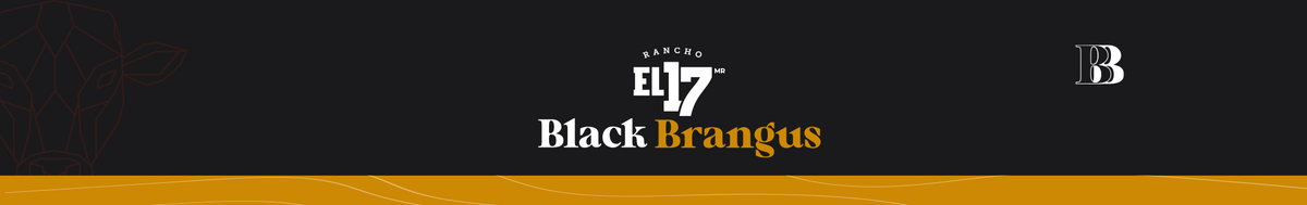 Black Brangus