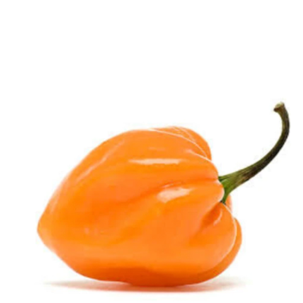 Chile habanero kg