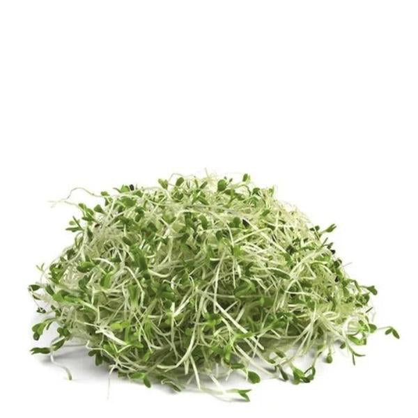 Germinado de alfalfa pza